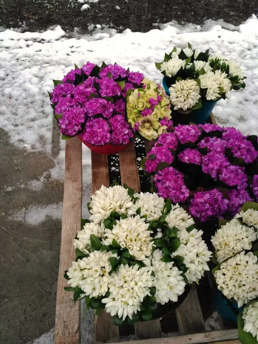 Осторожно: первоцветы!